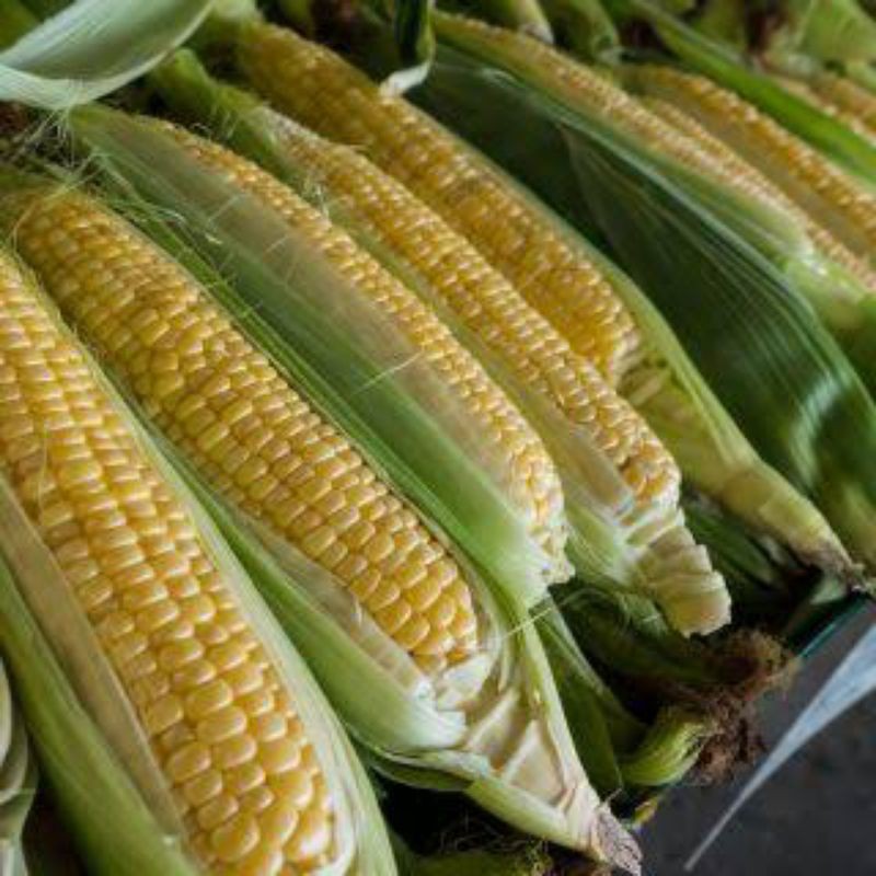 

Jagung Manis