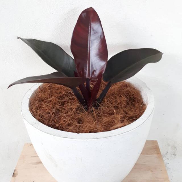 Tanaman hias philodendron black cardinal-philodendron black cardinal-tanaman