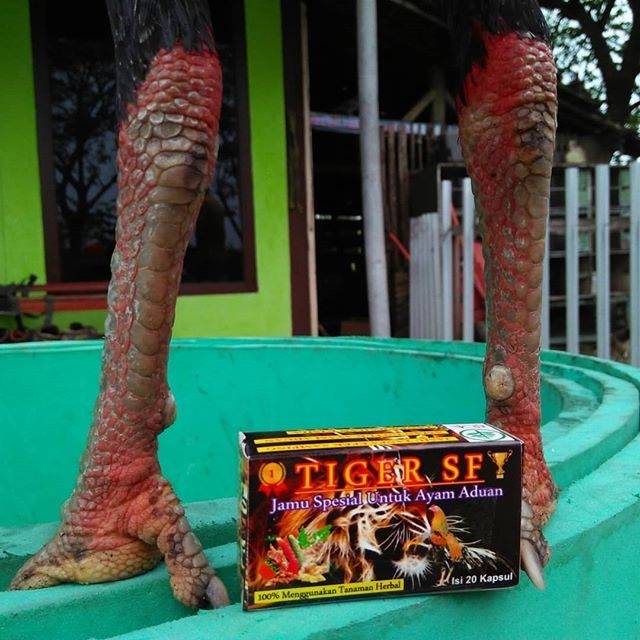 Jamu ayam aduan