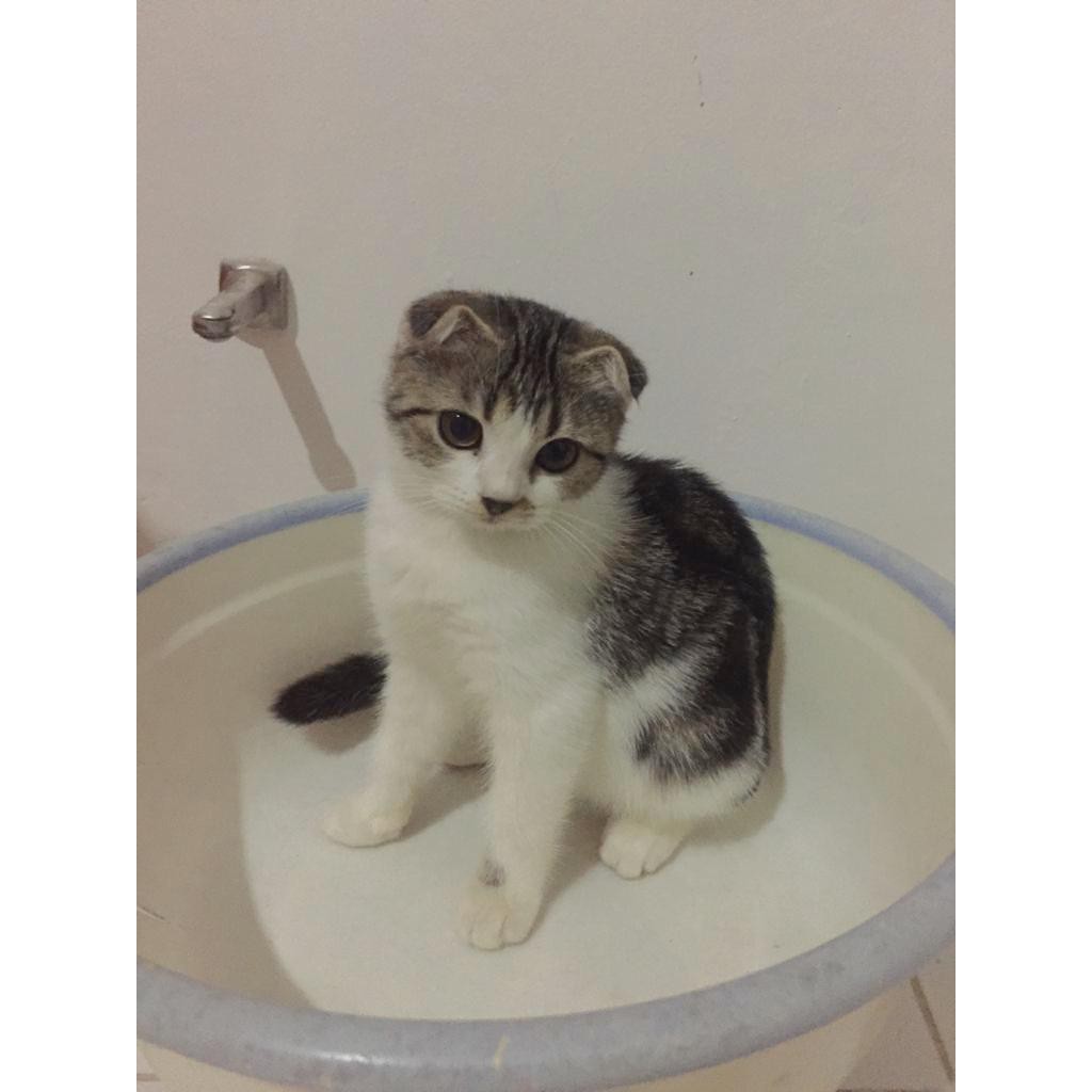 Gaelic Scottish Fold X Munchkin kitten