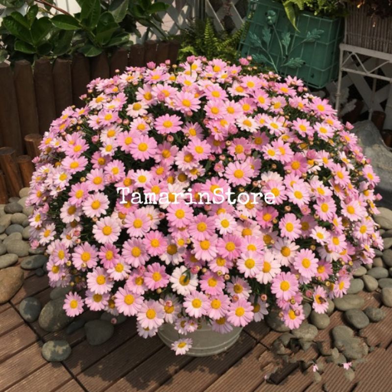 Bibit / Benih / Biji Bunga Margarita Empat Musim - 5 Biji