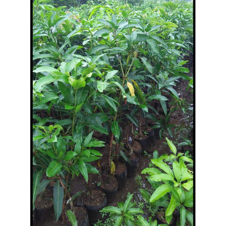 Bibit Buah Mangga Indramayu Okulasi #_*
