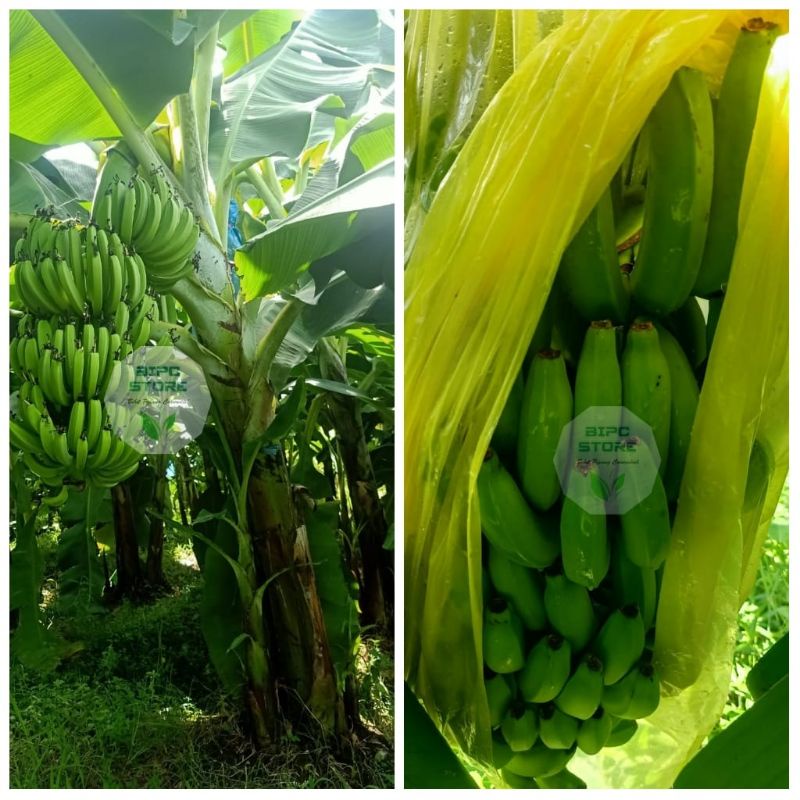 Benih botolan Pisang cavendish grand naine siap aklimatisasi