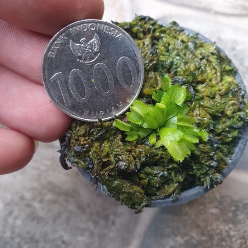bibit tanaman hias venus flytrap B52 kecil