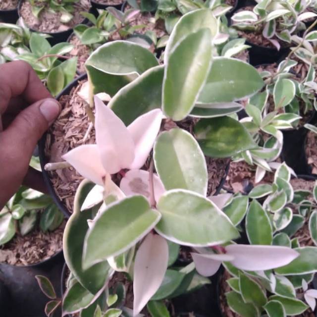 Tanaman hias hoya cornosa tricolor - tanaman hoya tricolor