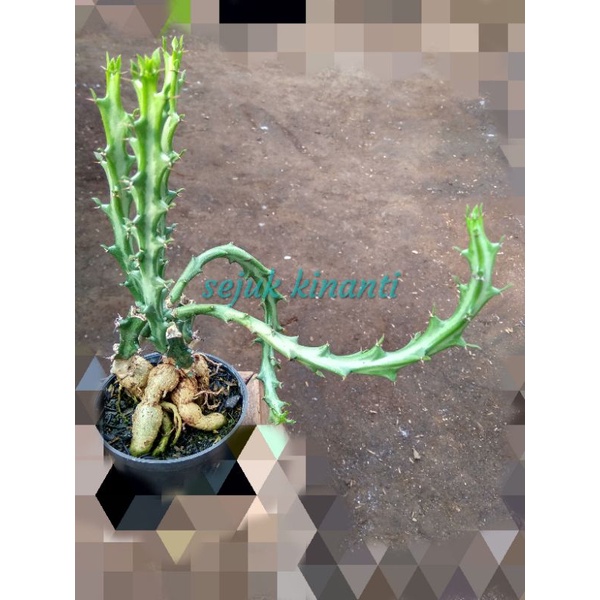 ephorbia knuthii caudex