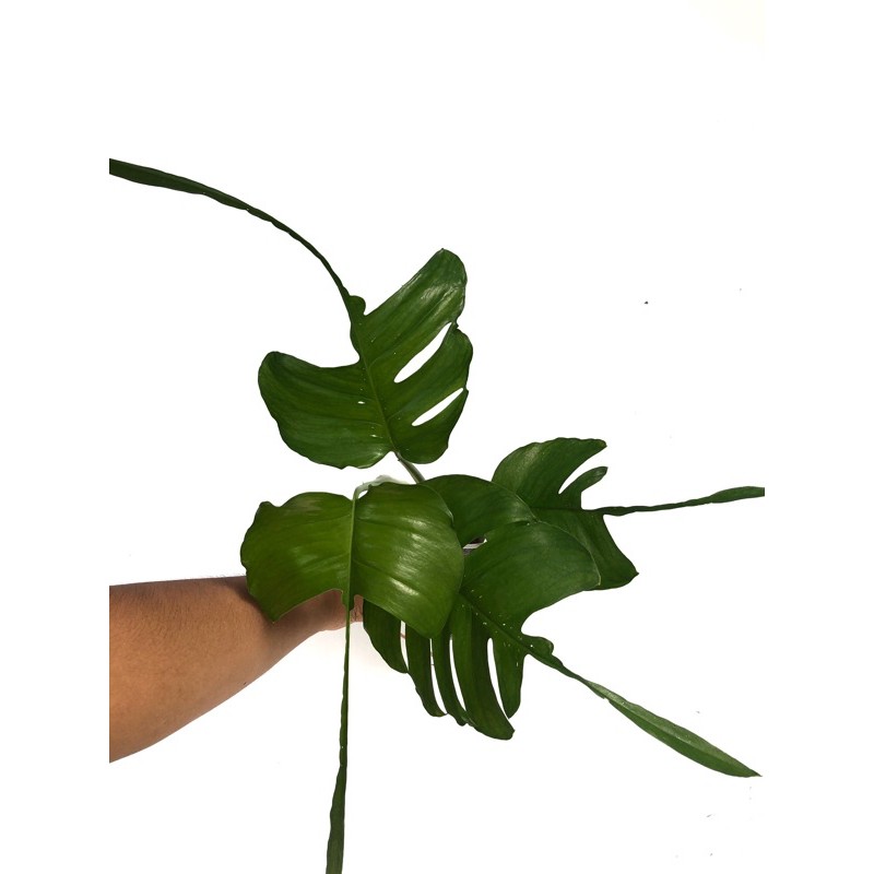 epipremnum skeleton key