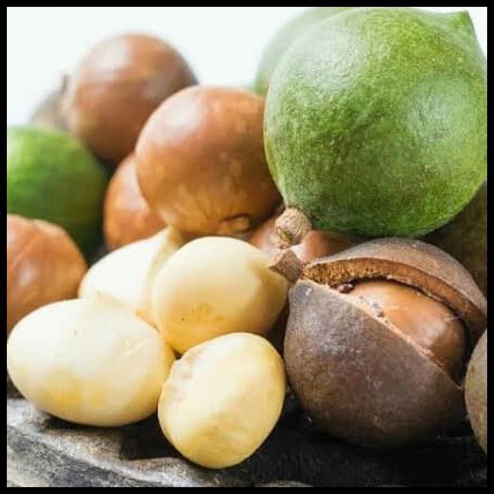 

Macadamia Nut 50Gram /Kacang Makadamia 50Gram