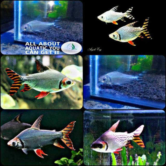 Ikan American Flagtail Untuk Aquarium Shopee Indonesia