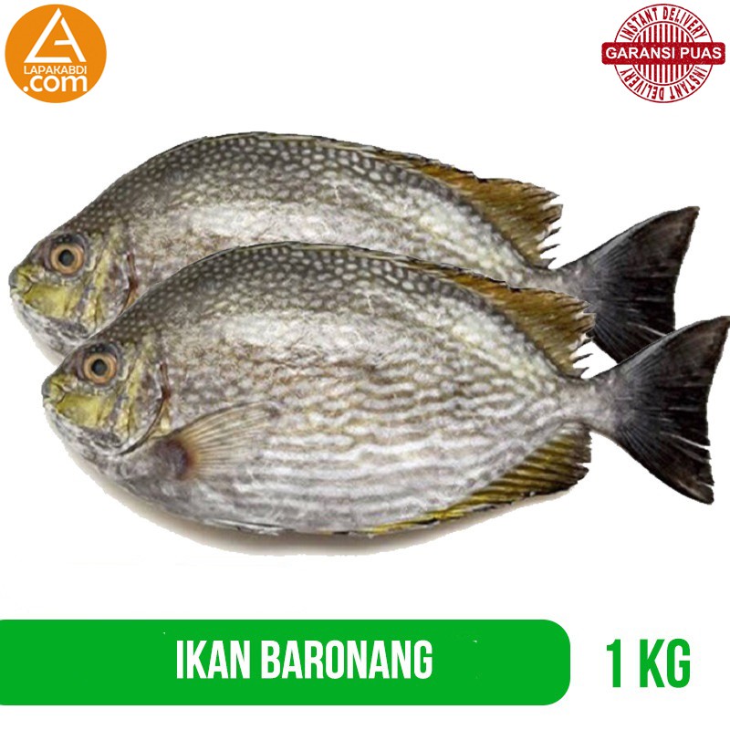 

Ikan Baronang 1 kg Ikan Segar Garansi Termurah