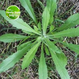 

Daun Jalantir Segar petik langsung 1 kg