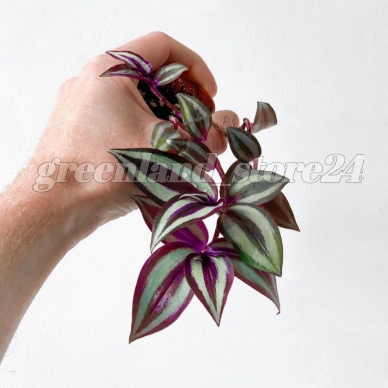 tanaman hias tradescantia zebrina - tradescantia - tanaman hias gantung - tradescantia zebrina