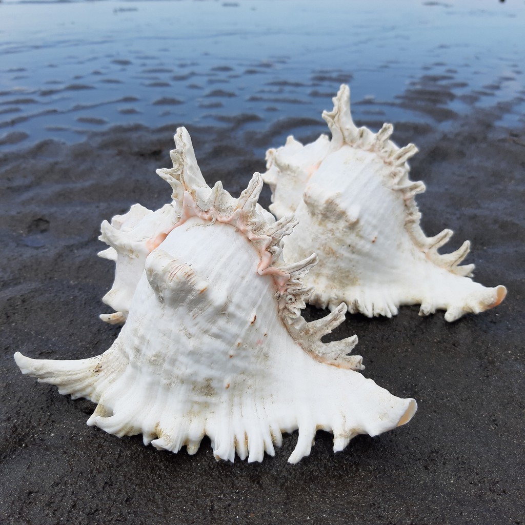 Cangkang Kerang hias / cangkang kerang laut / cangkang kerang besar / kerang rogik
