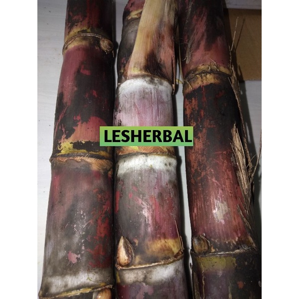 

pohon tebu merah SEGAR 1kg