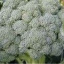 BENIH BROKOLI WALTHAM