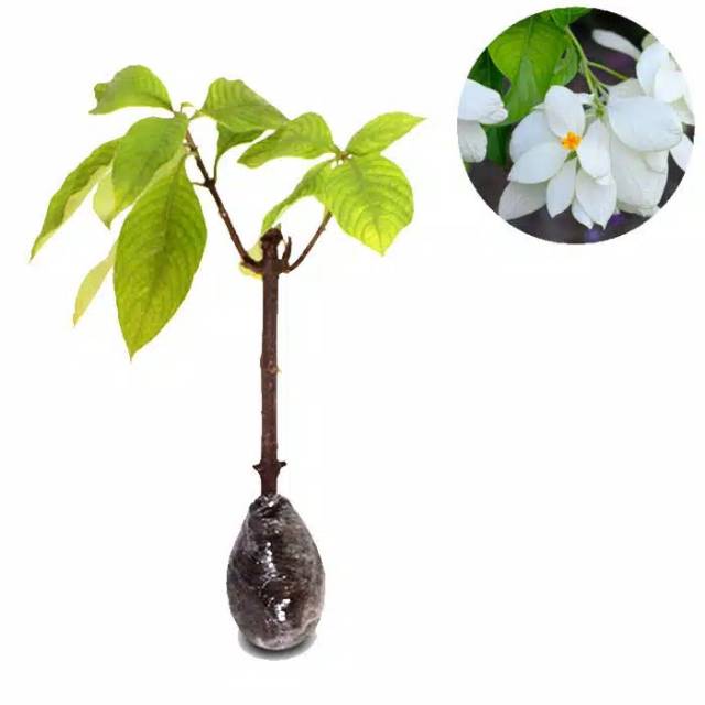 Tanaman hias Nusa indah bunga putih - bibit tanaman Nusa indah - bunga Nusa indah - Nusa indah putih