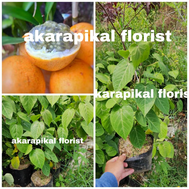 Bibit Tanaman Buah Markisa Konyal / Markisa Manis Konyal