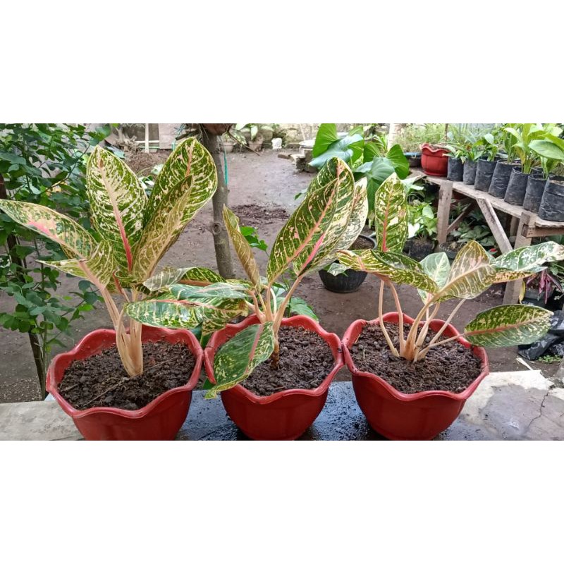 aglonema donacarmen indukan