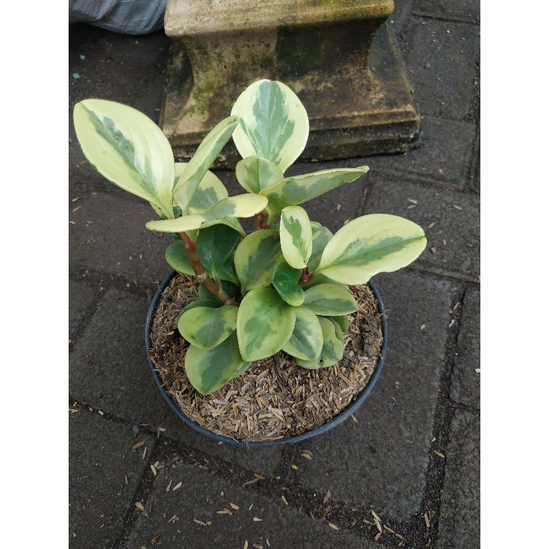 dolar varigara.mangkokan varigata