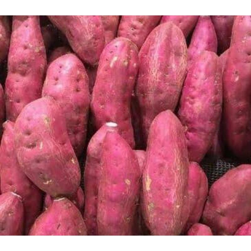 

Ubi merah 1kg