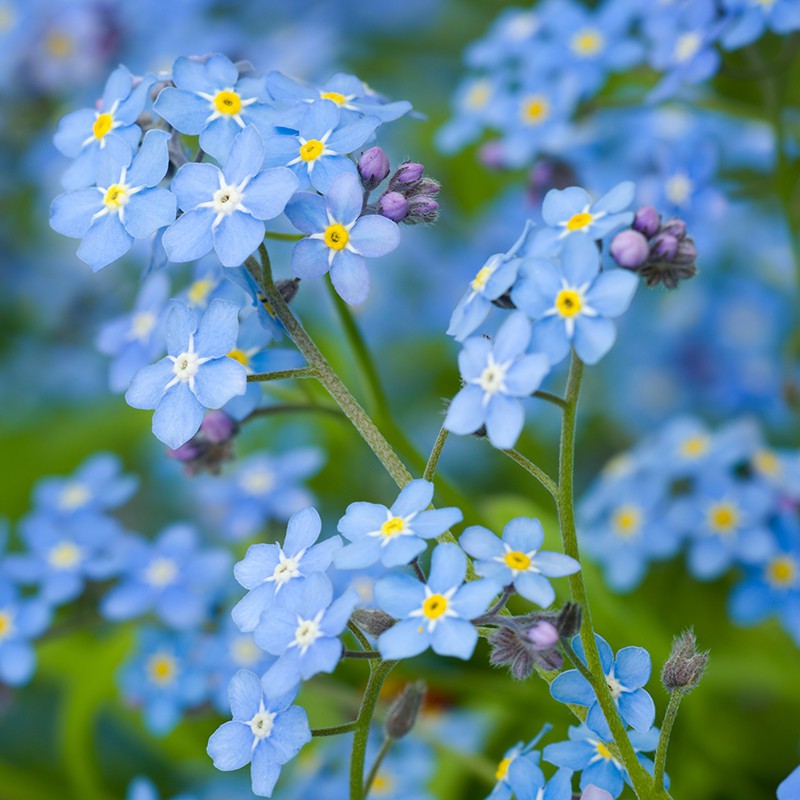 Biji Bunga Forget Me Not Flower - Bibit Tanaman Pohon Bunga Forget Me - Forget Me Not Flower - COD