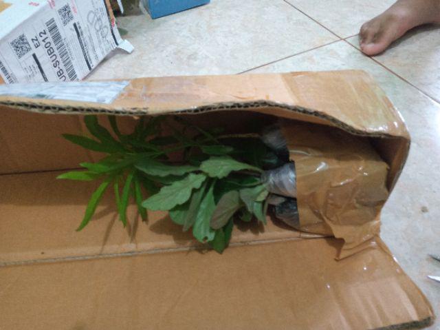 Bibit Zodiya Anti Nyamuk