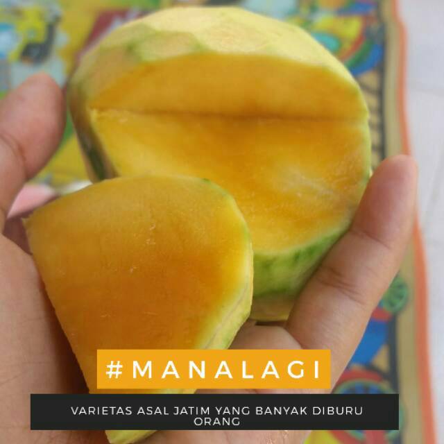 Cepat berbuah.. Bibit Mangga Manalagi Asal Probolinggo