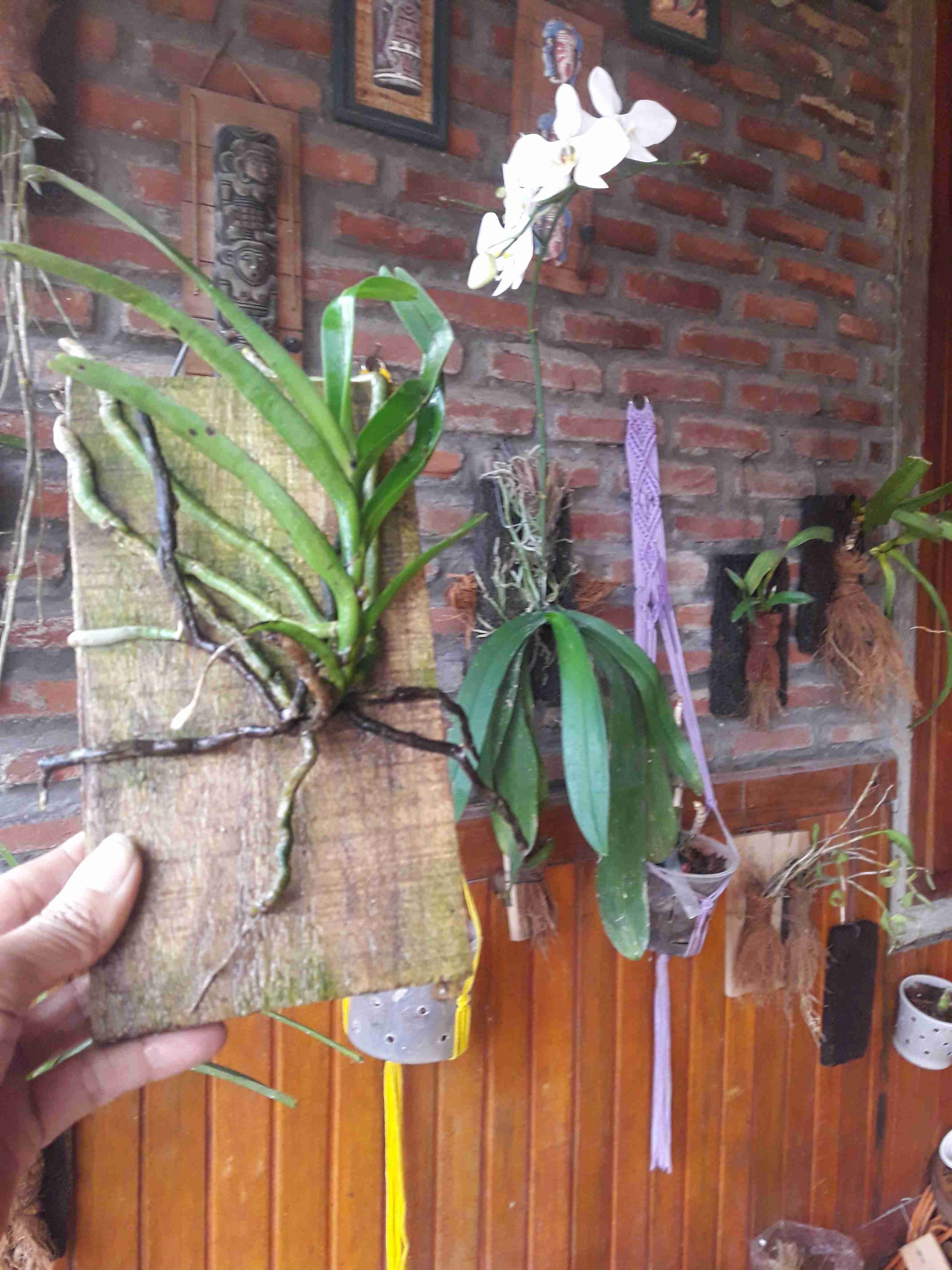 Sarcoglyphis Comberi