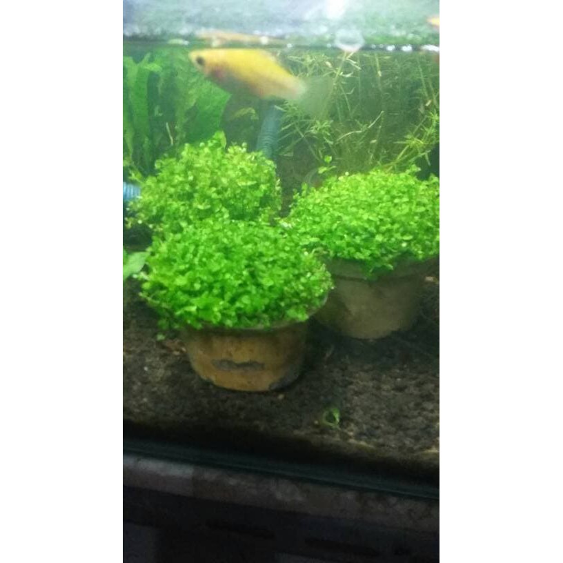 Tanaman Aquascape Monte Carlo Per Cup Shopee Indonesia