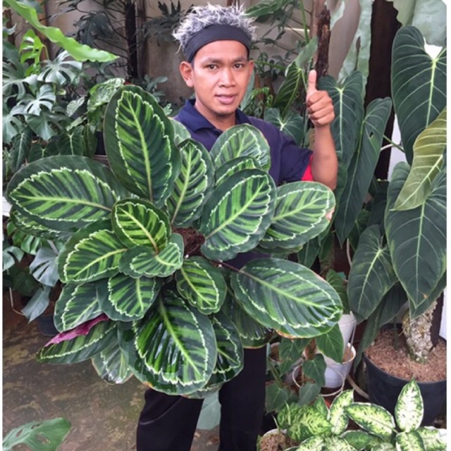 calathea lindeni