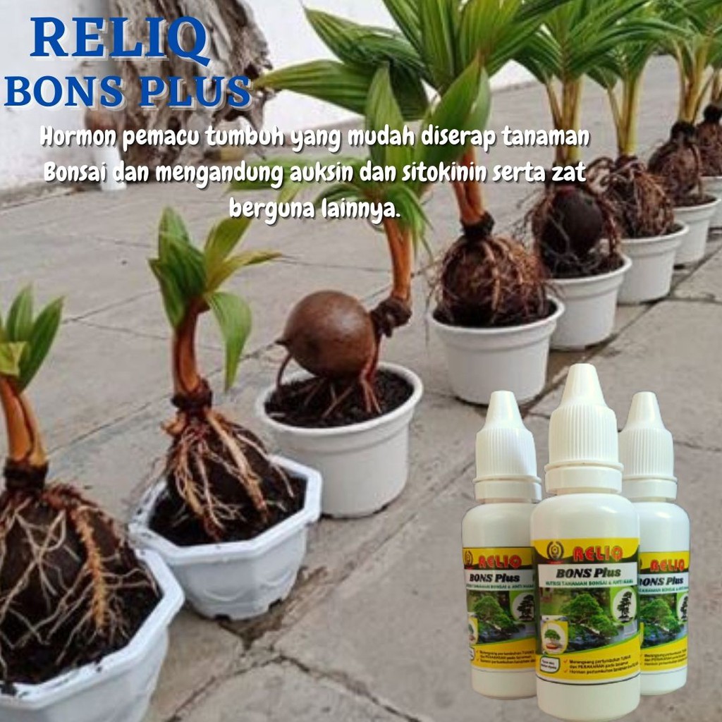 pupuk bonsai kelapa media air, bonsai terbaik, bonsai beringin