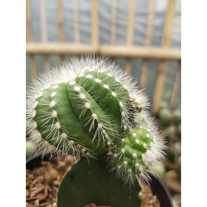 Tanaman hias notocactusbig kaktus hiasan meja indoor outdoor