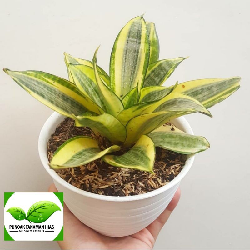 Tanaman hias sansivera mini golden - Sansivera golden honey