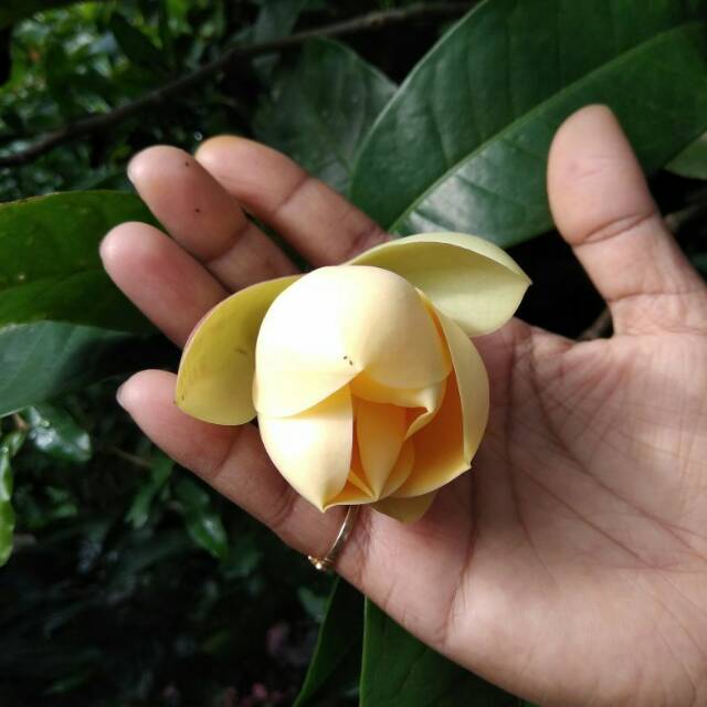 Tanaman hias cempaka gondok kuning