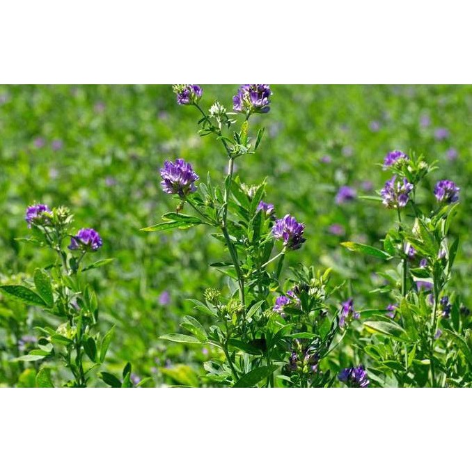 Bibit Alfalfa 100gram