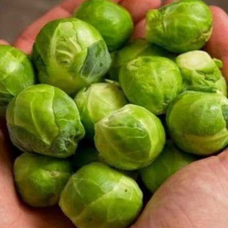 Benih Bibit Brussels Sprout Long Island - Bibit Sayuran