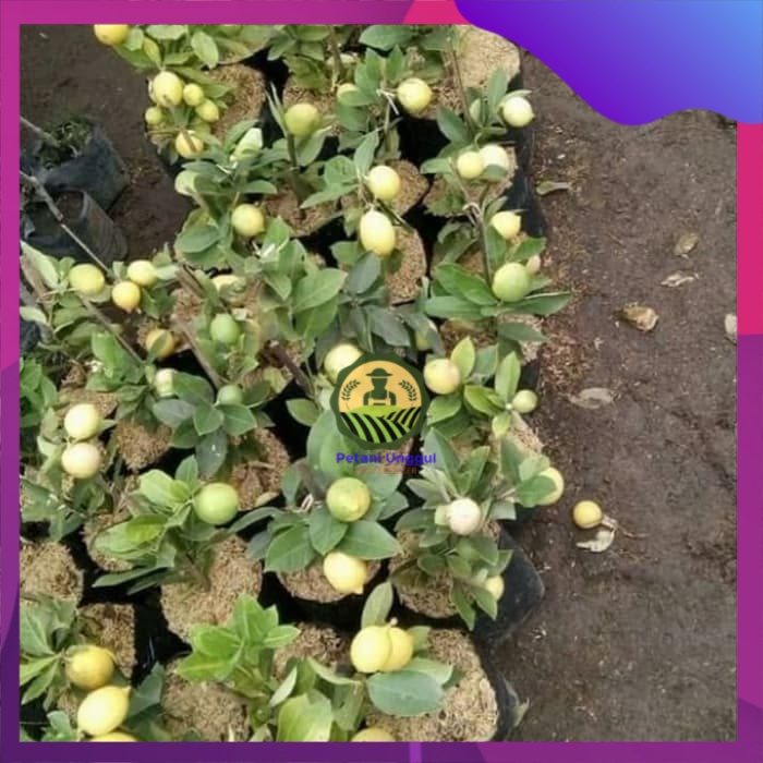 Bibit Jeruk Lemon Lokal