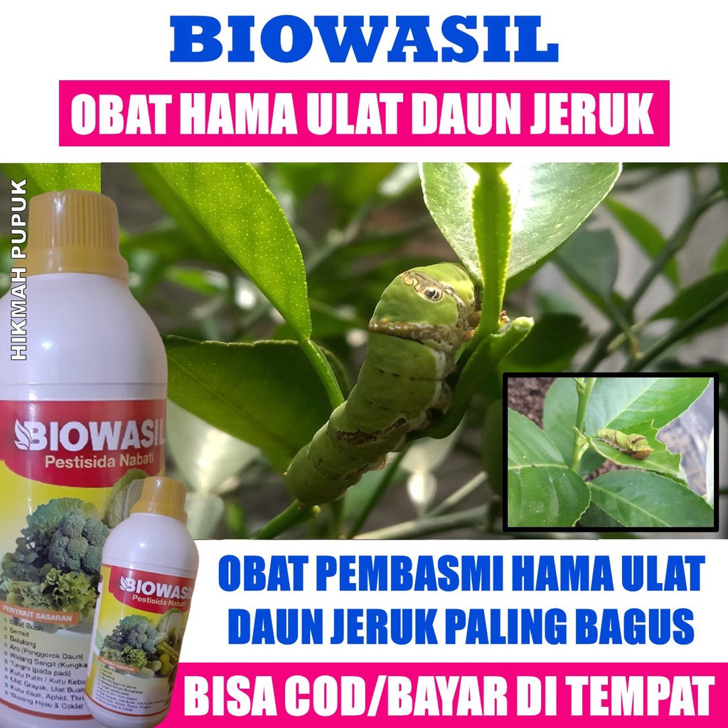 PESTISIDA BIOWASIL ISI 500 ML OBAT HAMA ULAT DAUN JERUK PALING BAGUS, Obat Ulat Daun Jeruk Nipis, In
