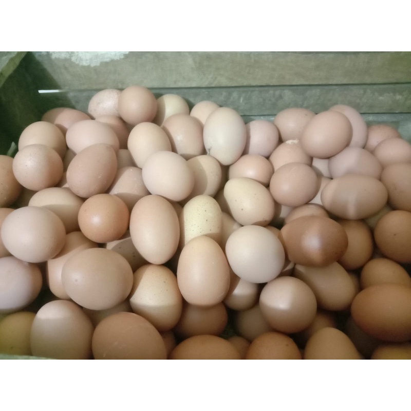 

TELUR