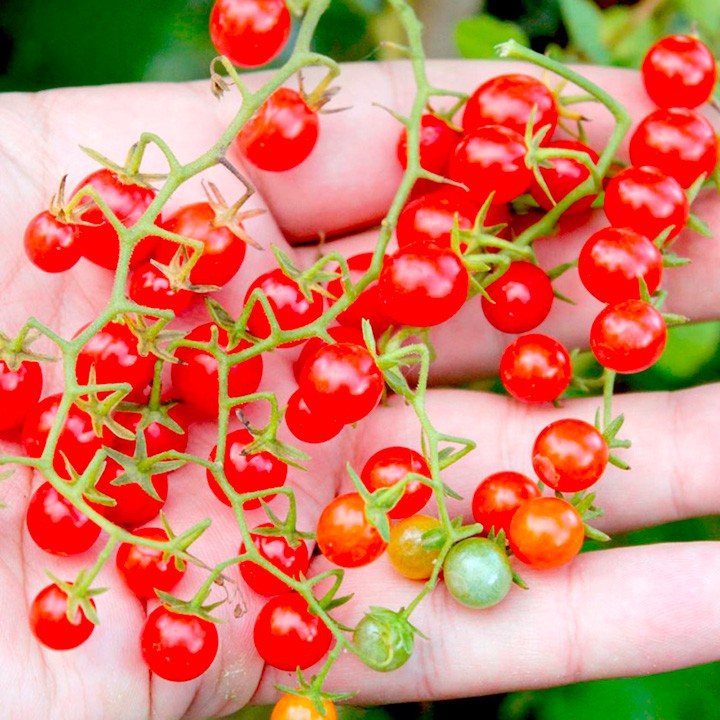 Benih-Bibit Tomat Cherry Red Currant (Haira Seed)