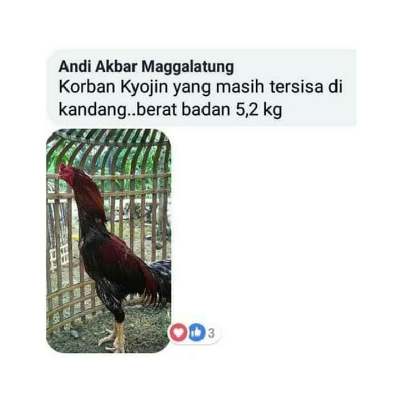 Nobira98 Kyojin Original Pakan Ayam Raksasa Jamu Pertumbuhan Ayam