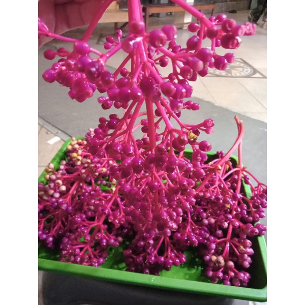 

BUAH PARIJOTO ASLI MURIA buah promil penyubur kandungan