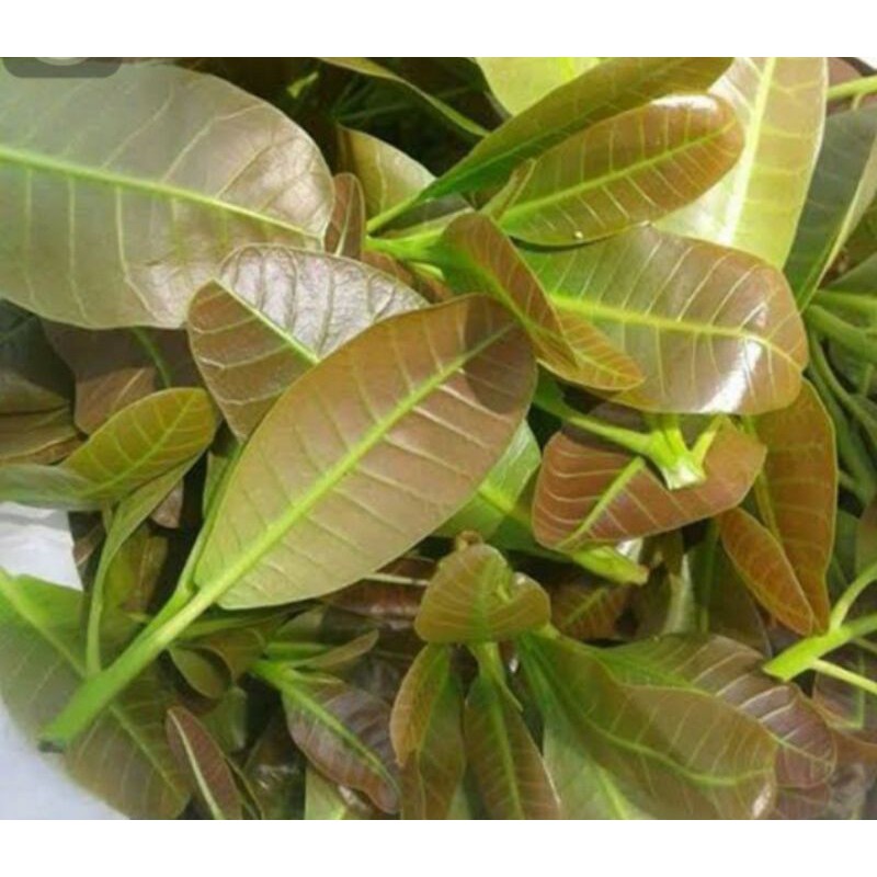 

DAUN JAMBU MONYET / DAUN MEDE / DAUN JAMBU MEDE PER IKAT