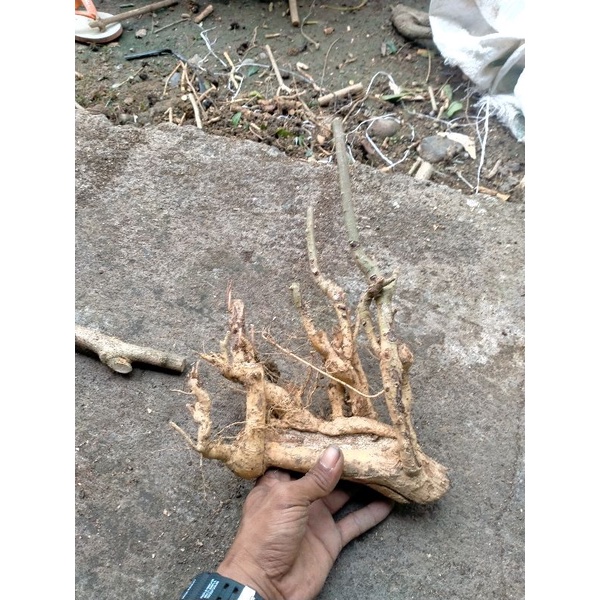 BAHAN BONSAI SERUT RAFF SMALL,1/2 kg