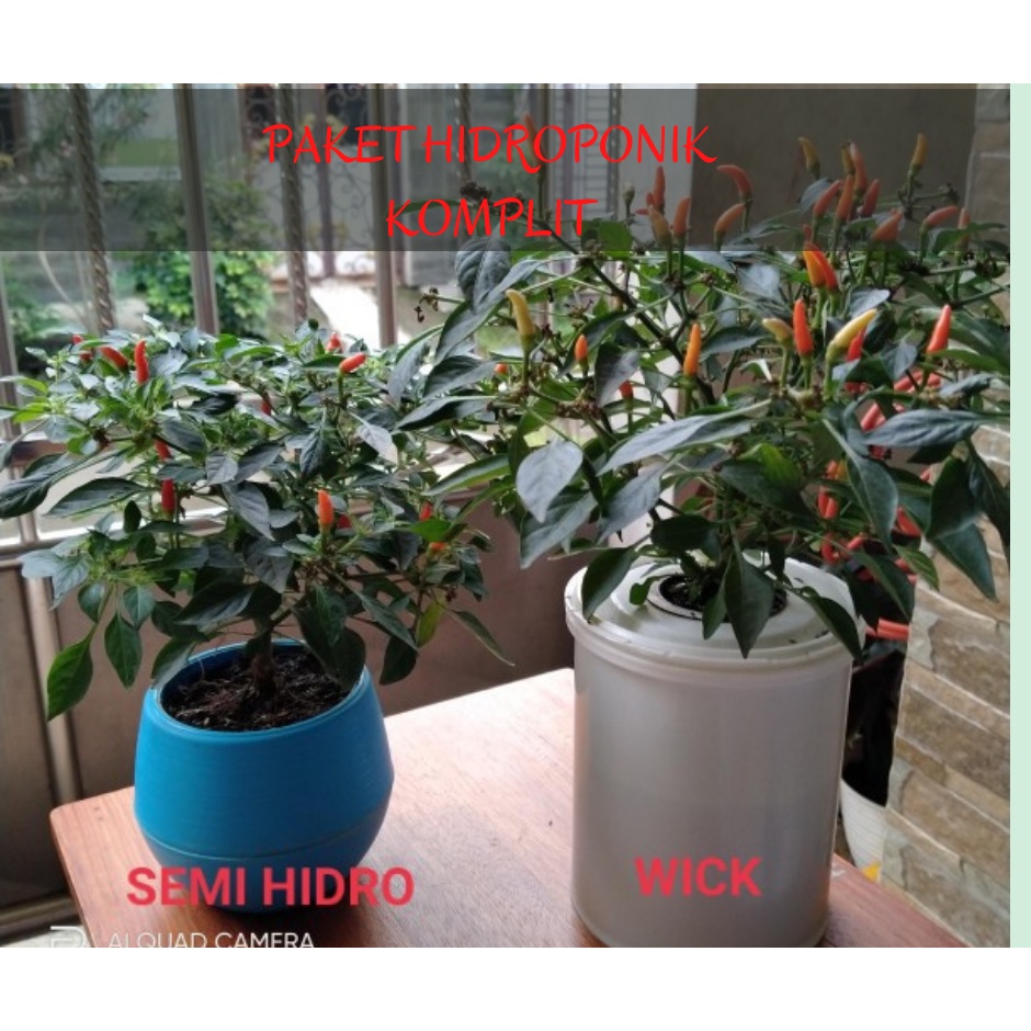 Paket Hidroponik Cabe Set Pemula