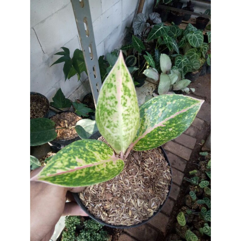 PROMO// Tanaman hias aglonema big mama-Tanaman hias-Aglonema big mama-PRROMO big mama-PROMO Aglonema
