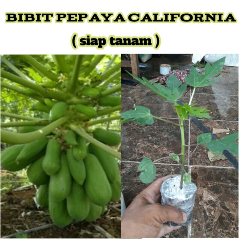 bibit pepaya kalifornia