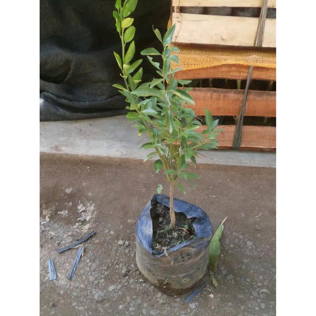 Terbaik Bibit Pohon Jeruk Santang Madu-Tanaman Buah Jeruk Santang Madu Super $_$