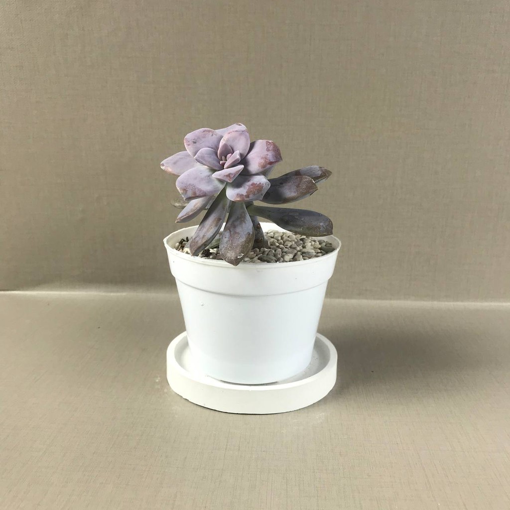 Kaktus Sukulen (Pink | Graptopetalum Superbum) Tanaman Hias Hidup (Medium Size)