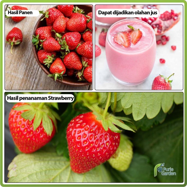 Purie Garden Bibit Benih 2 Ribuan Sayuran dan Buah Sawi Bayam Kangkung Dll-Strawberry 10 Benih